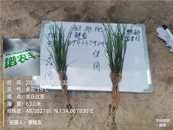 谱农丰水稻田除草剂使用注意事项
